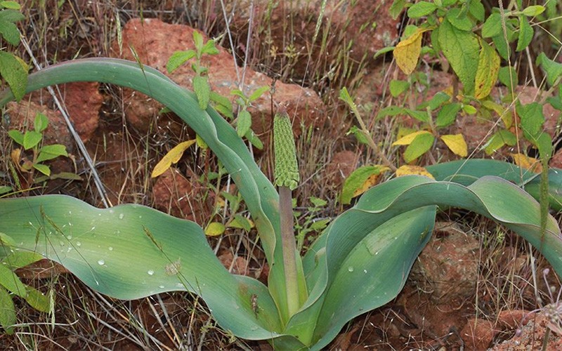 Muğla'da Keşfedilen Yeni Endemik Bitki Türüne 